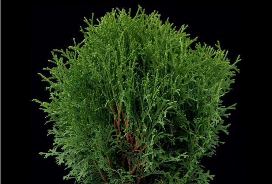 Túje, zerav západní 'Little Gem' - Thuja occidentalis 'Little Gem'