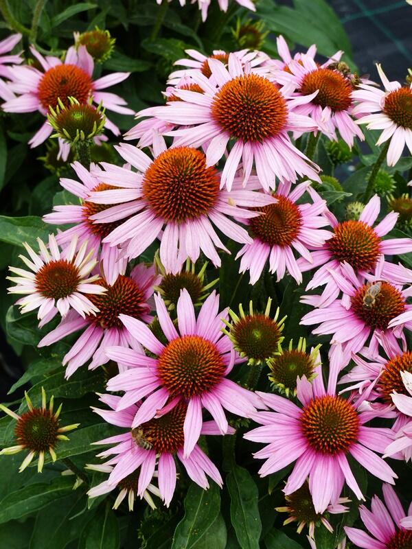 Třapatkovka nachová 'Papallo Compact Rose' - Echinacea purpurea 'Papallo Compact Rose'