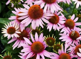 Třapatkovka nachová 'Papallo Compact Rose' - Echinacea purpurea 'Papallo Compact Rose'