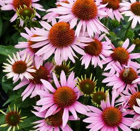 Třapatka nachová 'Papallo Compact Rose' - Echinacea purpurea 'Papallo Compact Rose'