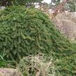 Smrk ztepilý 'Inversa Pendula' - Picea abies 'Inversa Pendula'