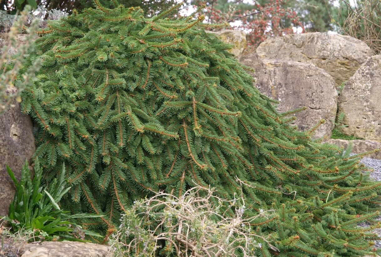 Smrk ztepilý 'Inversa Pendula' - Picea abies 'Inversa Pendula'
