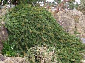 Smrk ztepilý 'Inversa Pendula' - Picea abies 'Inversa Pendula'