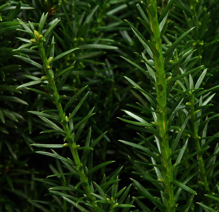 Tis prostřední 'Kazio' - Taxus media 'Kazio'