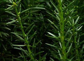 Tis prostřední 'Kazio' - Taxus media 'Kazio'
