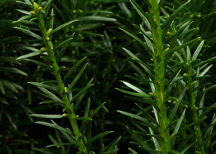 Tis prostřední 'Kazio' - Taxus media 'Kazio'