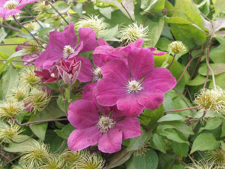 Plamének Jackmanův 'Purpurea' - Clematis jackmanii 'Purpurea'