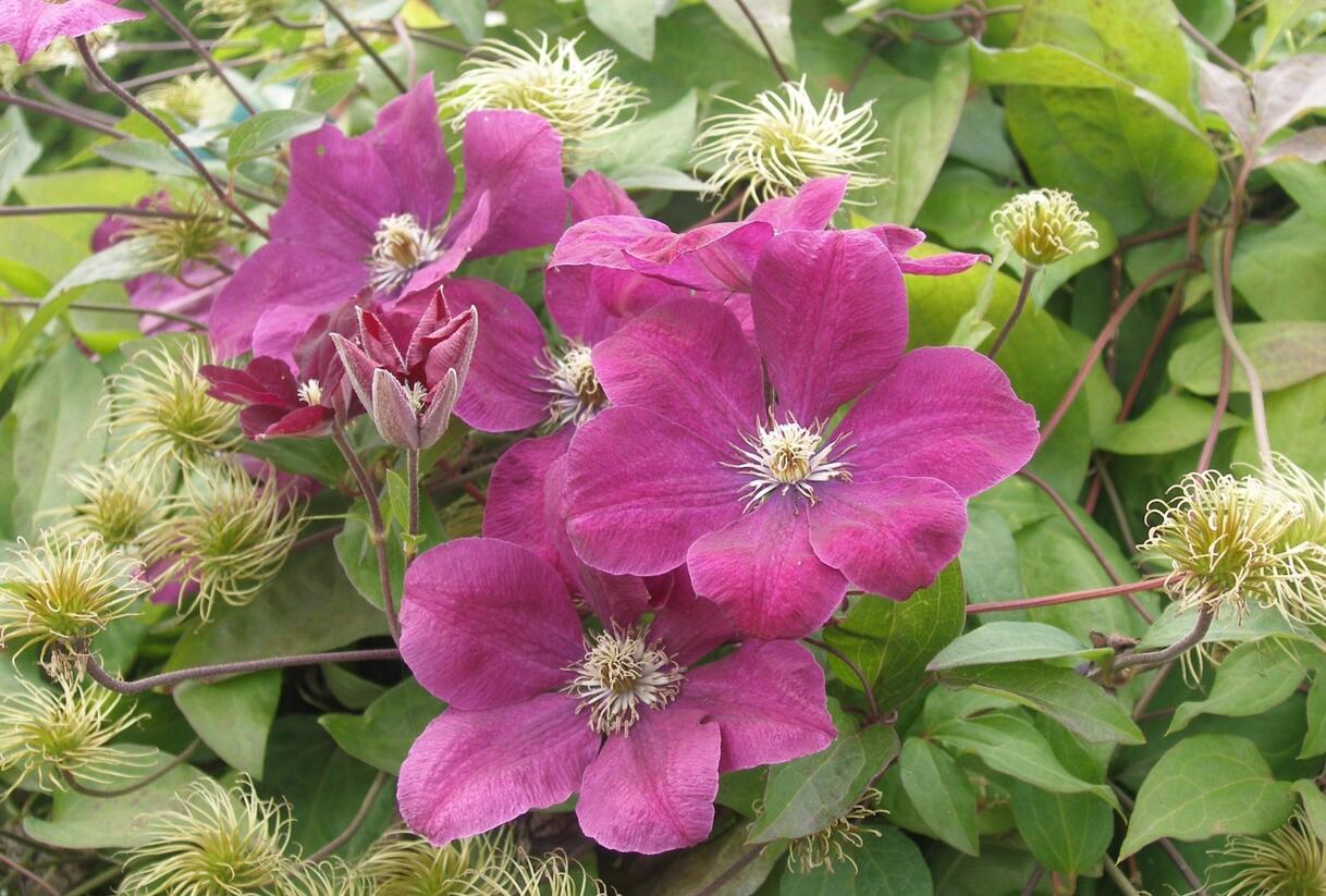 Plamének Jackmanův 'Purpurea' - Clematis jackmanii 'Purpurea'