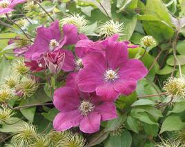 Plamének Jackmanův 'Purpurea'