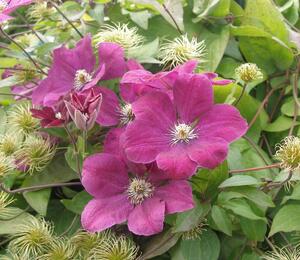 Plamének Jackmanův 'Purpurea' - Clematis jackmanii 'Purpurea'