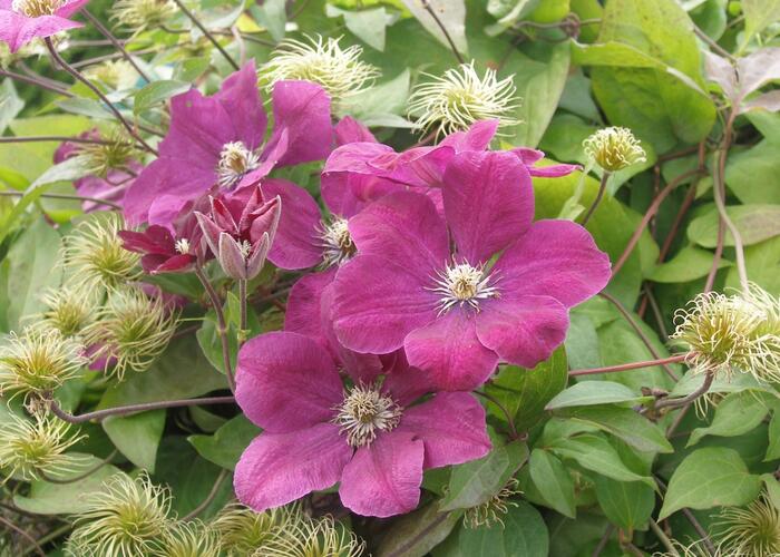 Plamének Jackmanův 'Purpurea' - Clematis jackmanii 'Purpurea'