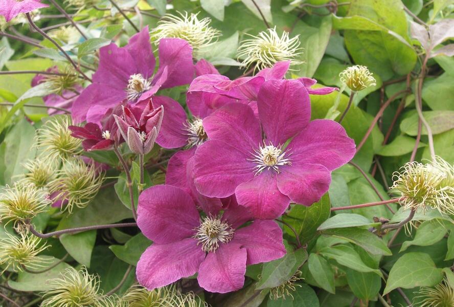 Plamének Jackmanův 'Purpurea' - Clematis jackmanii 'Purpurea'