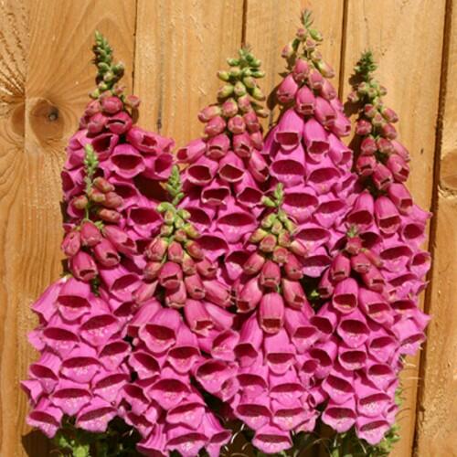 Náprstník 'Illumination Rose' Digitalis x hybrida 'Illumination Rose