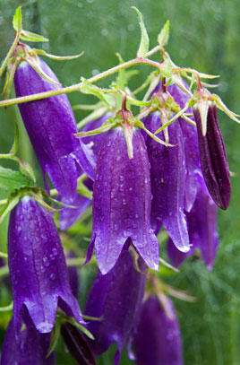 Zvonek 'Campanello Blue' - Campanula hybrida 'Campanello Blue'