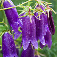 Zvonek 'Campanello Blue' - Campanula hybrida 'Campanello Blue'