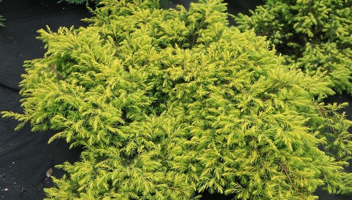 Jalovec pobřežní 'Aurea' - Juniperus conferta 'Aurea'