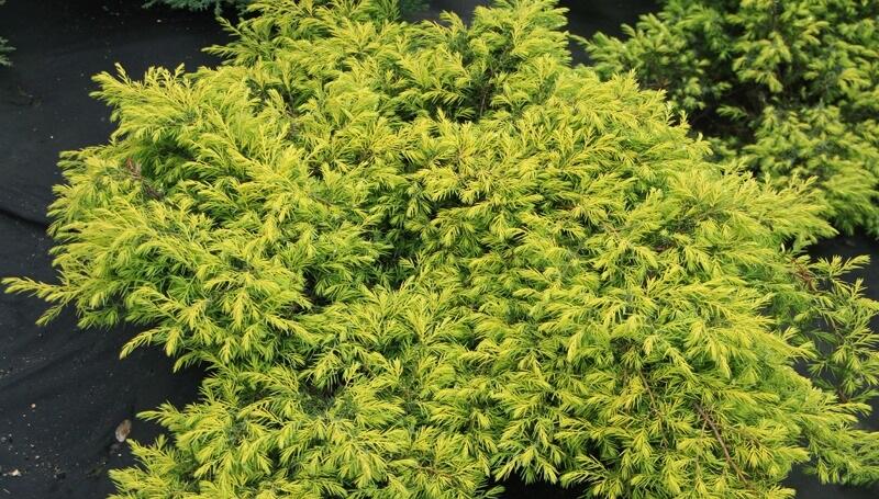 Jalovec pobřežní 'Aurea' - Juniperus conferta 'Aurea'