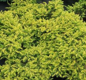Jalovec pobřežní 'Aurea' - Juniperus conferta 'Aurea'