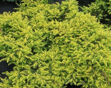 Jalovec pobřežní 'Aurea'