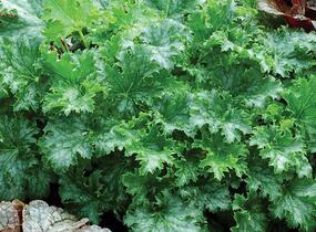 Dlužicha 'Apple Crisp' - Heuchera hybrida 'Apple Crisp'