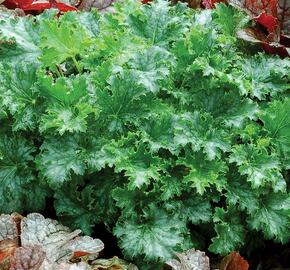 Dlužicha 'Apple Crisp' - Heuchera 'Apple Crisp'