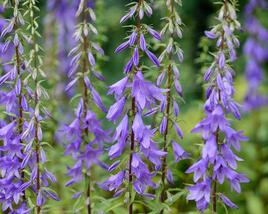 Zvonek jehlanitý 'Lavender Blue'