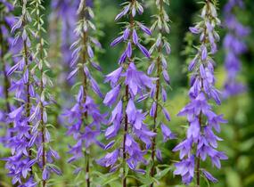 Zvonek jehlanitý 'Lavender Blue' - Campanula pyramidalis 'Lavender Blue'