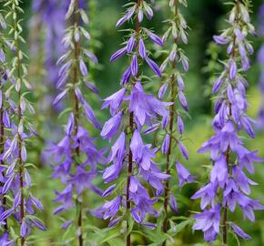 Zvonek jehlanitý 'Lavender Blue' - Campanula pyramidalis 'Lavender Blue'