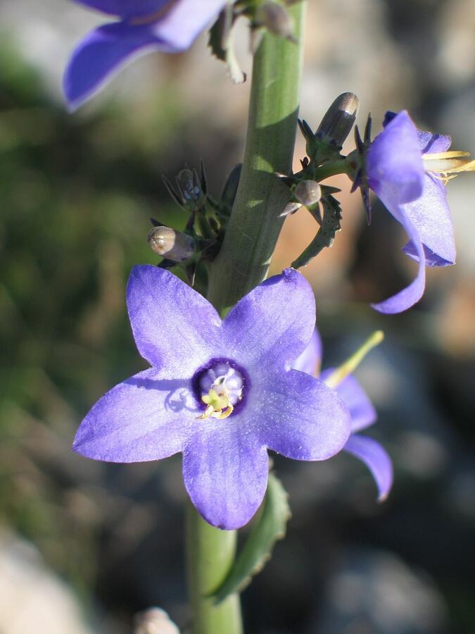 Zvonek jehlanitý 'Lavender Blue' - Campanula pyramidalis 'Lavender Blue'