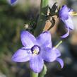 Zvonek jehlanitý 'Lavender Blue' - Campanula pyramidalis 'Lavender Blue'