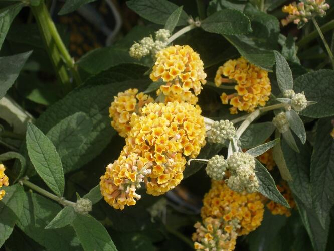 Motýlí keř, Komule Weyerova 'Sungold' - Buddleja weyeriana 'Sungold'