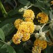 Motýlí keř, Komule Weyerova 'Sungold' - Buddleja weyeriana 'Sungold'