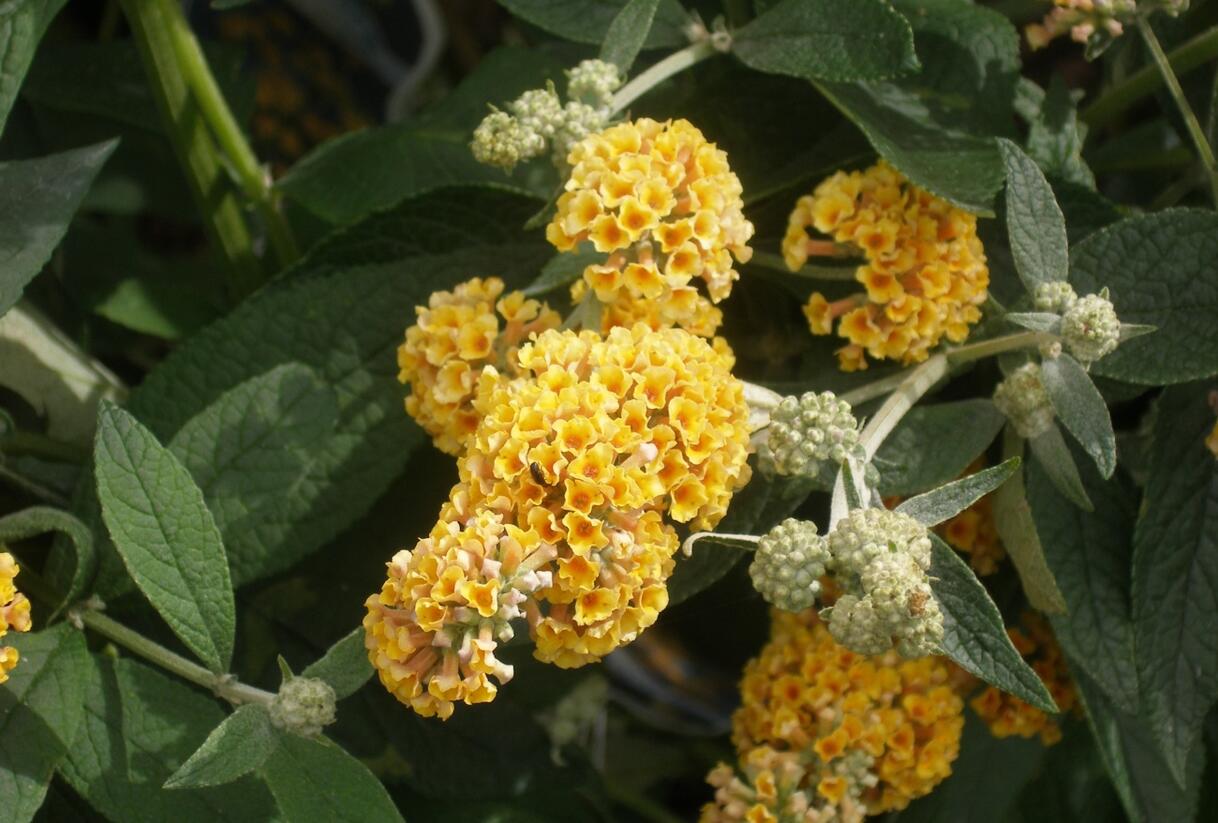 Motýlí keř, Komule Weyerova 'Sungold' - Buddleja weyeriana 'Sungold'