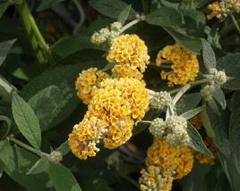 Motýlí keř, Komule Weyerova 'Sungold'