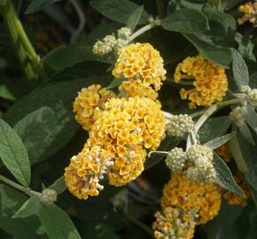 Motýlí keř, Komule Weyerova 'Sungold' - Buddleja weyeriana 'Sungold'