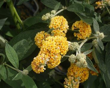 Motýlí keř, Komule Weyerova 'Sungold'