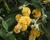 Motýlí keř, Komule Weyerova 'Sungold'