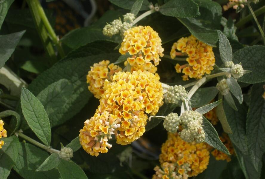 Motýlí keř, Komule Weyerova 'Sungold' - Buddleja weyeriana 'Sungold'
