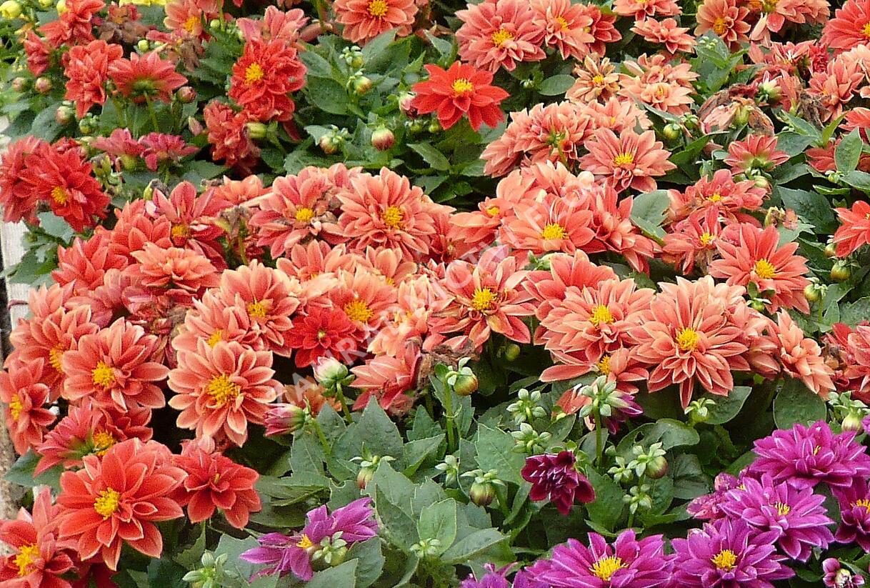 Jiřina 'Dahlietta Rachel' - Dahlia 'Dahlietta Rachel'
