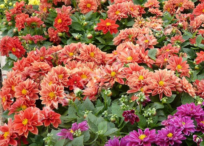 Jiřina 'Dahlietta Rachel' - Dahlia 'Dahlietta Rachel'
