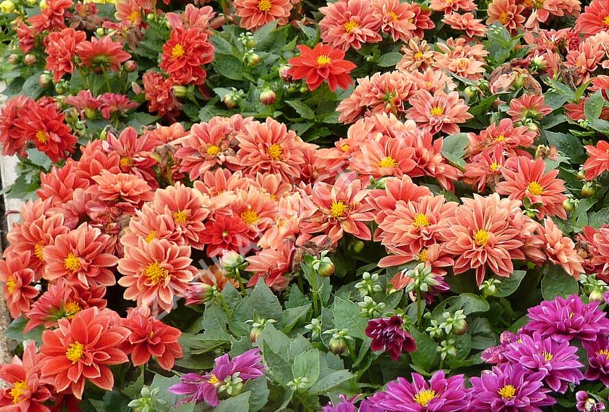 Jiřina 'Dahlietta Rachel' - Dahlia 'Dahlietta Rachel'