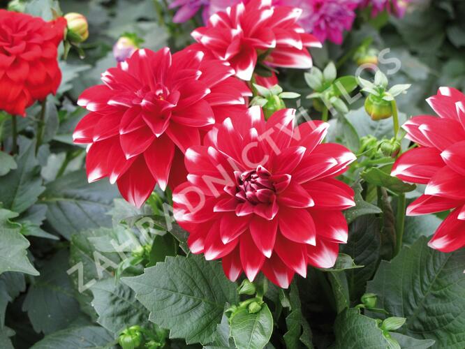 Jiřina 'Dahlietta Lubega Power Red White' - Dahlia 'Dahlietta Lubega Power Red White'