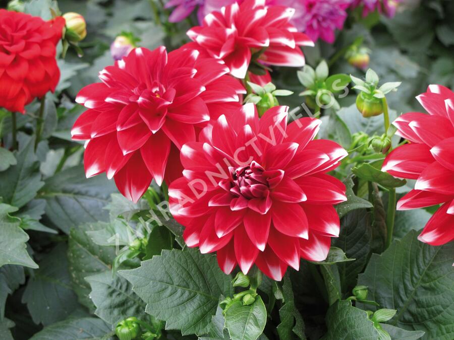 Jiřina 'Dahlietta Lubega Power Red White' - Dahlia 'Dahlietta Lubega Power Red White'