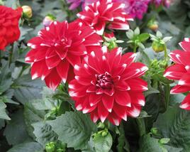 Jiřina 'Dahlietta Lubega Power Red White'