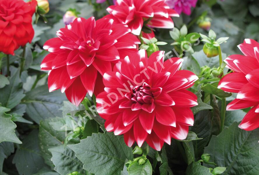 Jiřina 'Dahlietta Lubega Power Red White' - Dahlia 'Dahlietta Lubega Power Red White'