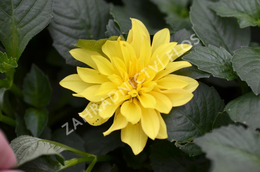 Jiřina 'Gallery Cezanne' - Dahlia 'Gallery Cezanne'