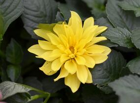 Jiřina 'Gallery Cezanne' - Dahlia 'Gallery Cezanne'