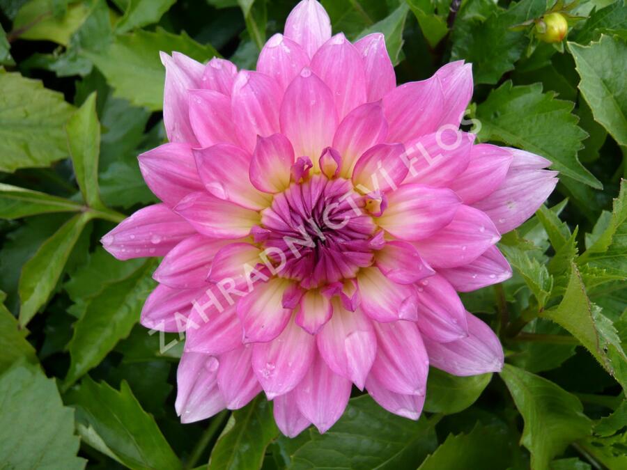 Jiřina 'Gallery Bellini' - Dahlia 'Gallery Bellini'