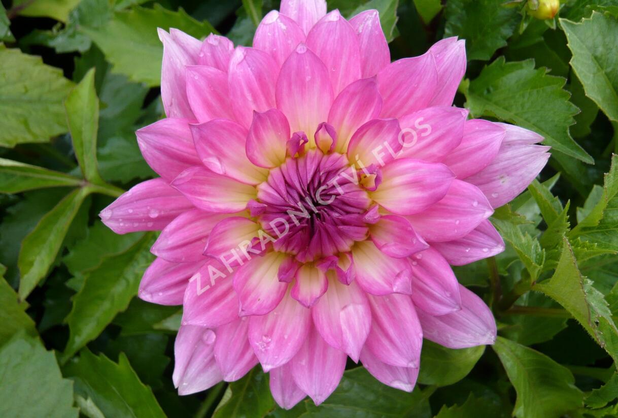 Jiřina 'Gallery Bellini' - Dahlia 'Gallery Bellini'