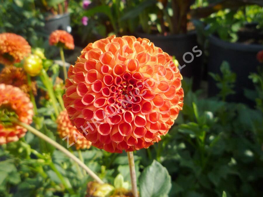 Jiřina 'Pompon Orange' - Dahlia 'Pompon Orange'